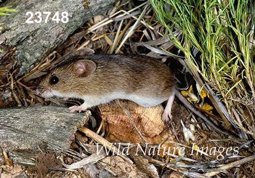Reithrodontomys-megalotis Western-Harvest-Mouse