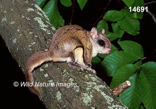 Glaucomys-volans southern-flying-squirrel