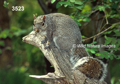Sciurus-carolinensis eastern-gray-squirrel