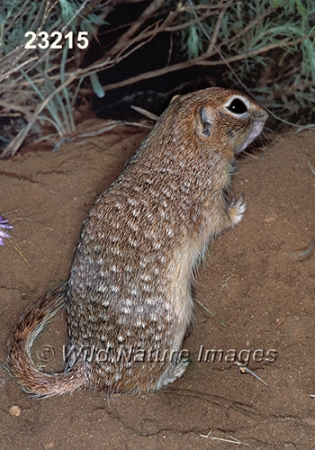 Spotted Ground Squirrel (Spermophilus spilosoma)