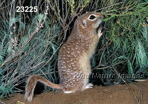 Spotted Ground Squirrel (Spermophilus spilosoma)