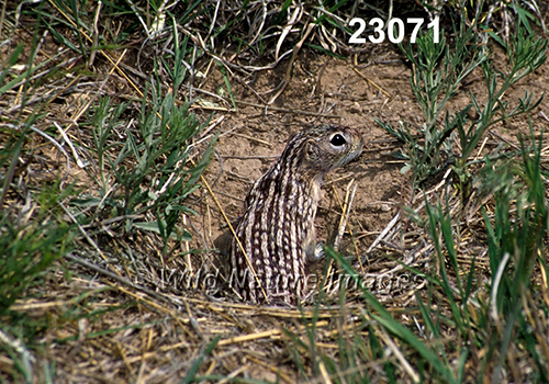 Thirteen-lined Ground Squirrel (Spermophilus tridecemlineatus)