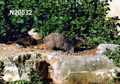 Rock Squirrel (Spermophilus variegatus)