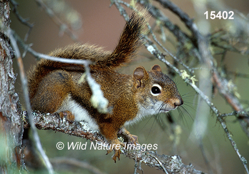 Tamiasciurus-hudsonicus American-red-squirrel