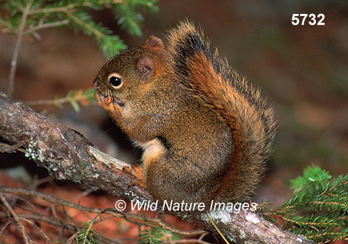 Tamiasciurus-hudsonicus American-red-squirrel