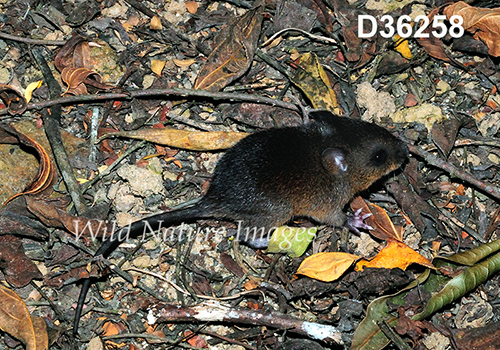 Nectomys-squamipes Scaly-footed Water-Rat