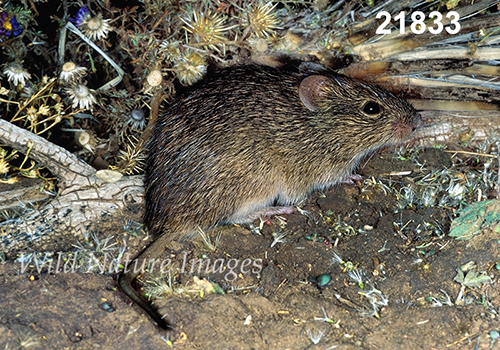 Sigmodon-hispidus Hispid-Cotton-Rat