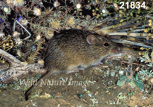 Sigmodon-hispidus Hispid-Cotton-Rat