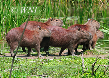 Cavies and Capybaras (Caviidae)