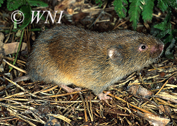 Voles, Lemmings, and Muskrats (Arvicolinae)