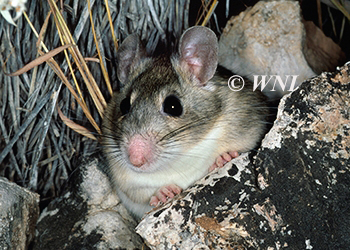 Hamsters, Voles, and New World Mice (Cricetidae)