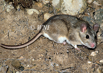 Neotominae, New World rats and mice