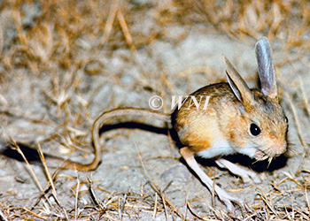 Dipodidae, Jerboas and Jumping Mice