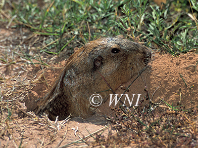 Cratogeomys-castanops yellow-faced-pocket-gopher
