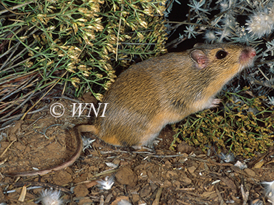 Chaetodipus-hispidus hispid-pocket-mouse