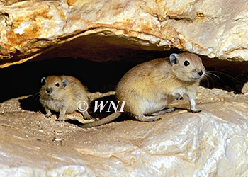 Muridae, Old World rats and mice, gerbils