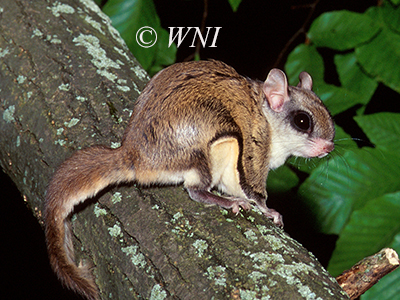 Glaucomys-volans southern-flying-squirrel