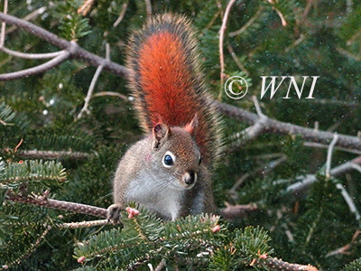 Tamiasciurus-hudsonicus American-red-squirrel 
