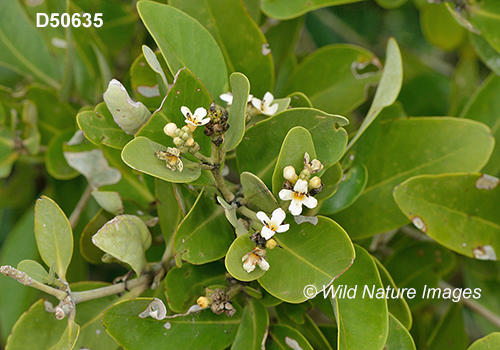 Avicennia-germinans black-mangrove