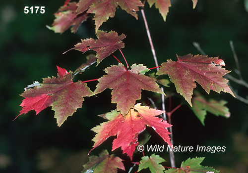 Acer-rubrum red-maple