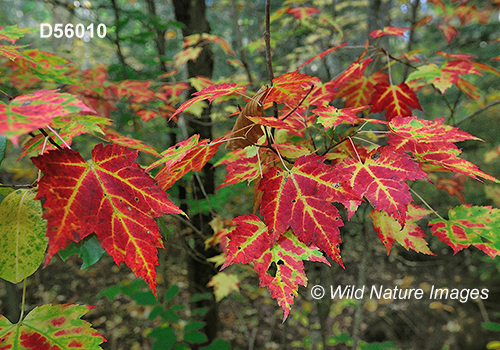 Acer-rubrum red-maple