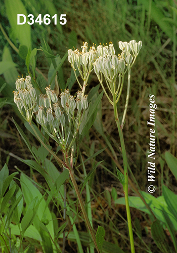 Arnoglossum-plantagineum Tuberous-Indian-plantain Cacalia-plantaginea