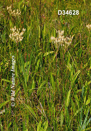 Arnoglossum-plantagineum Tuberous-Indian-plantain Cacalia-plantaginea
