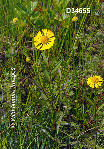 Helenium-autumnale common-sneezeweed