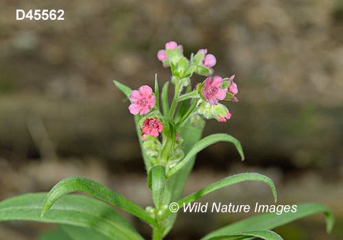 Cynoglossum-officinale common-hound's-tongue