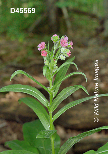 Cynoglossum-officinale common-hound's-tongue