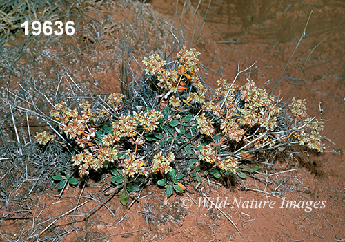 Eriogonum-jamesii James-Buckwheat Antelope-Sage