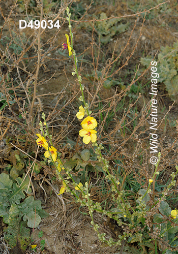 Verbascum-sinuatum Mediterranean-mullein