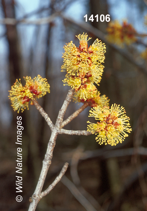 Acer-saccharinum silver-maple