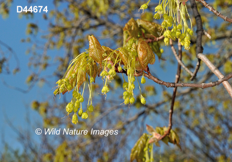 Acer-saccharum sugar-maple