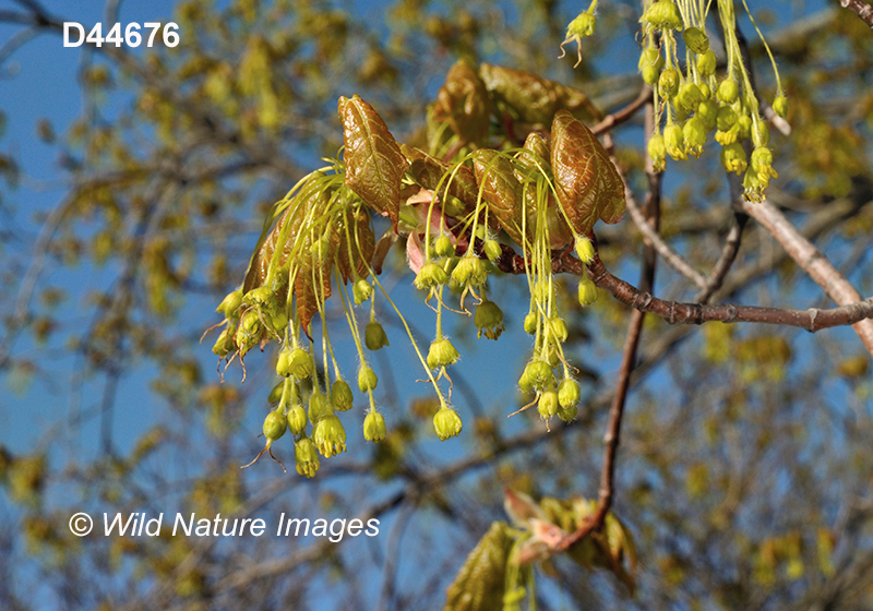 Acer-saccharum sugar-maple