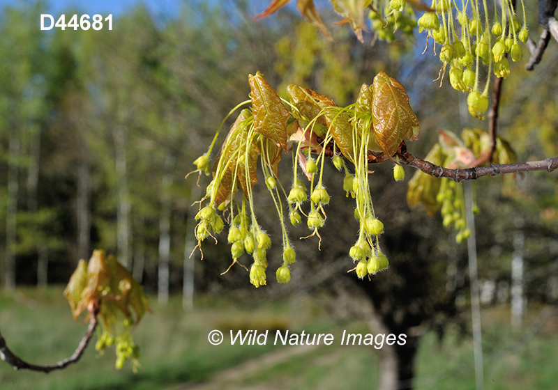 Acer-saccharum sugar-maple