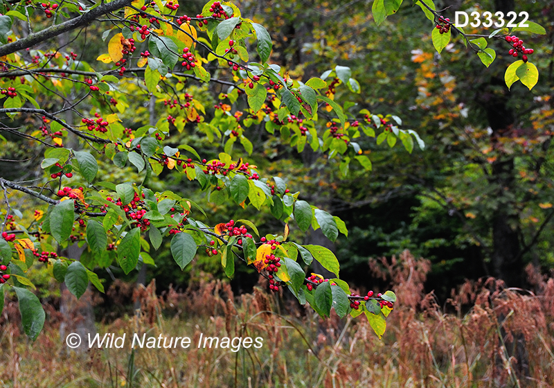 Lindera-benzoin common-spicebush