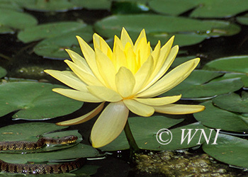 Nymphaeaceae (Water Lily)