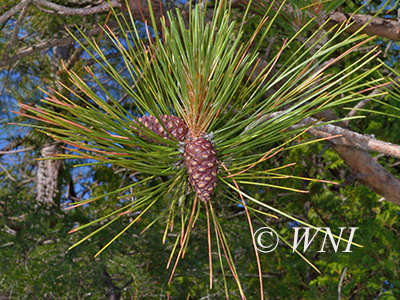 Pinus-resinosa red-pine