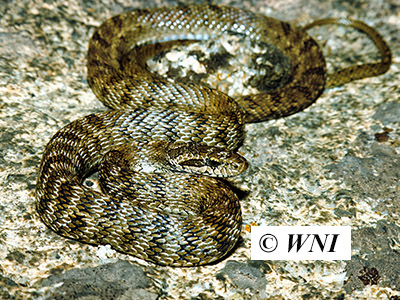 Steppe Rat Snake (Elaphe dione)