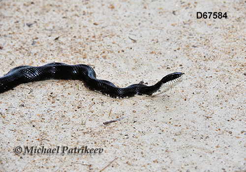 Elaphe obsoleta or Pantherophis obsoletus (Black Rat Snake, Colubrinae,  Colubridae) -- Wild Nature Images