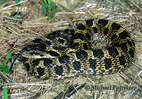 Maryland Biodiversity Project - Eastern Hog-nosed Snake (Heterodon  platirhinos)