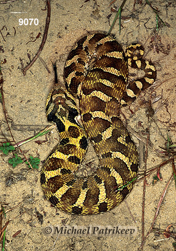 Maryland Biodiversity Project - Eastern Hog-nosed Snake (Heterodon  platirhinos)