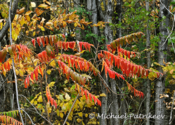 Anacardiaceae (Sumac)