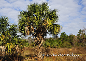 Arecaceae (Palm)