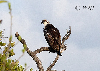 Osprey (Pandionidae)