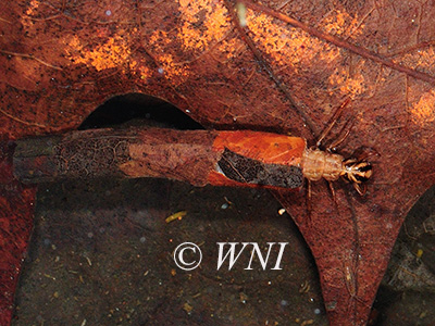 Caddisflies (Trichoptera)