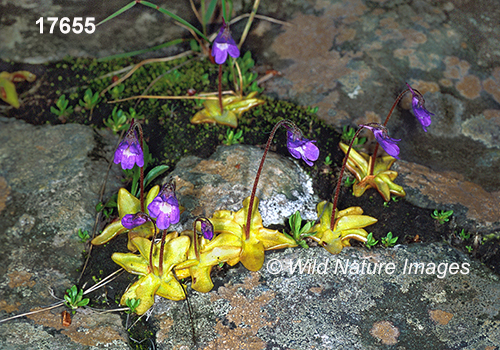 Common Butterwort (Pinguicula vulgaris)