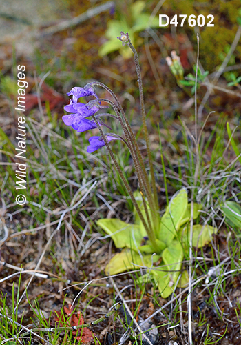 Common Butterwort (Pinguicula vulgaris)