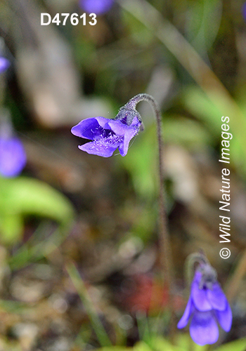 Common Butterwort (Pinguicula vulgaris)